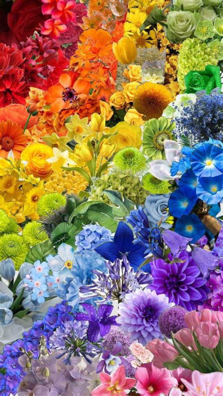 What rainbow flowers mean?