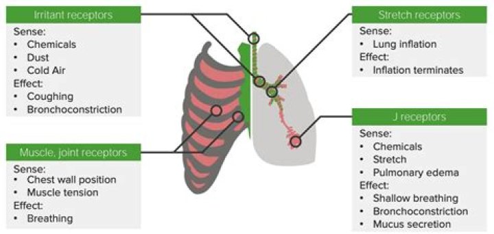 What receptors are in the lungs?