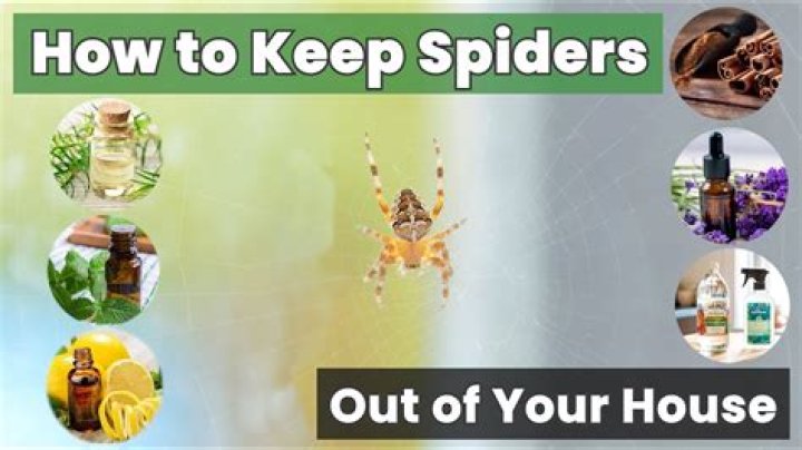 What scents keep spiders away?