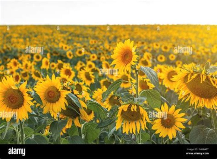 What season are sunflowers in?