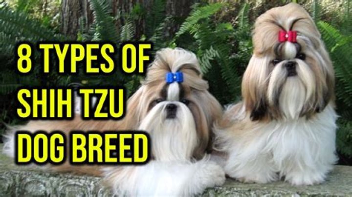 What size crate do you need for a Shih Tzu?