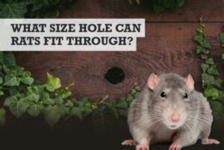 What size hole can a rat get through?