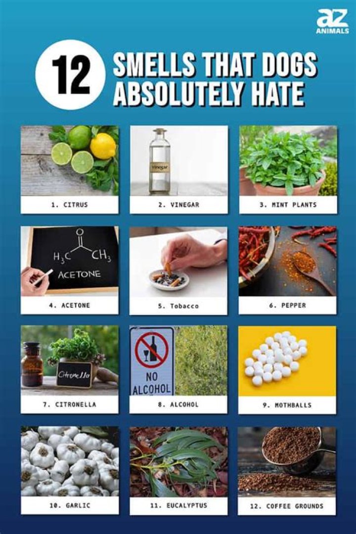What smell dogs hate?