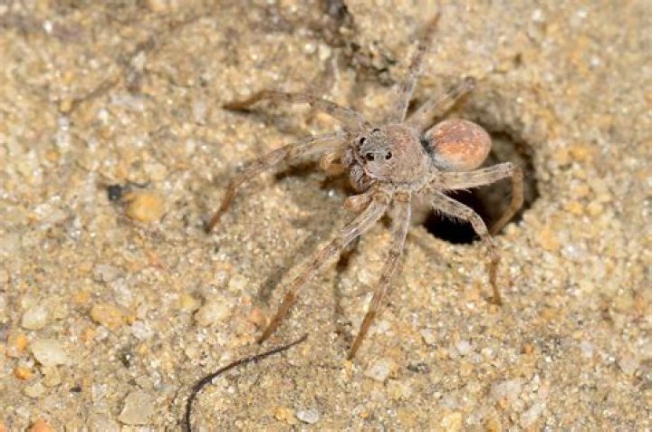 What spiders make holes in the ground?