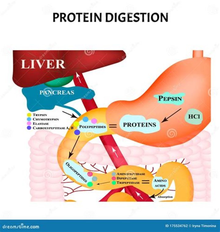 What substance denatures protein in the stomach?