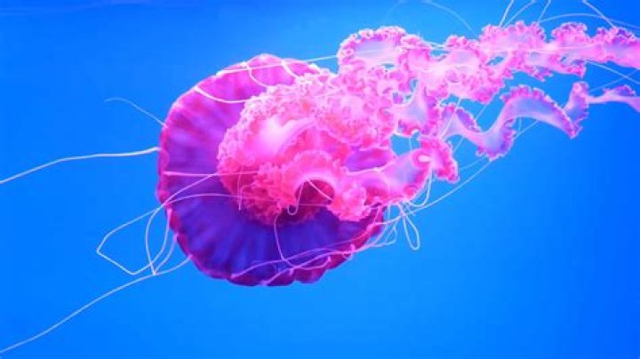 What symmetry is a jellyfish?