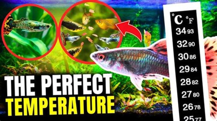 What temperature do guppies need to live in?
