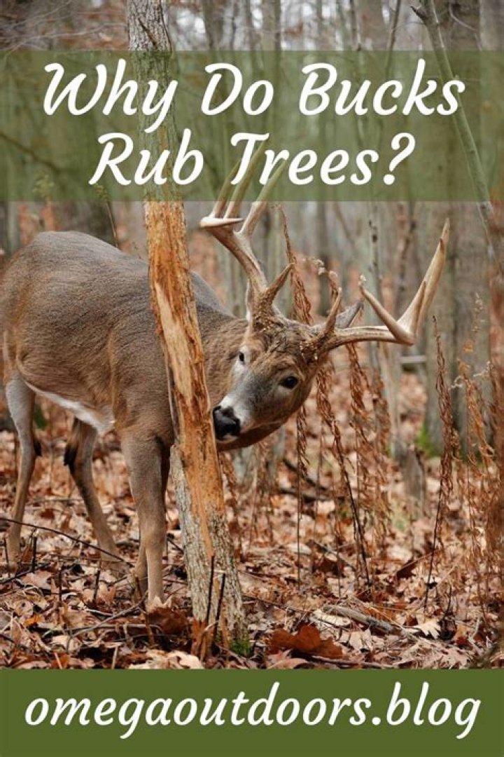 What time of day do deer rub trees?