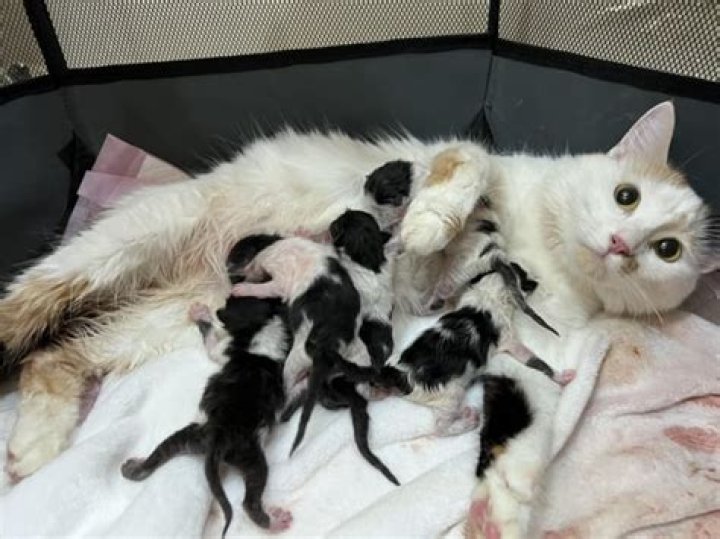 What time of year are most kittens born?