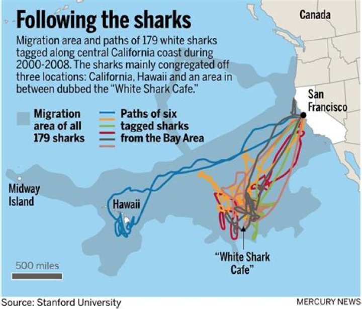 What time of year do great white sharks migrate?