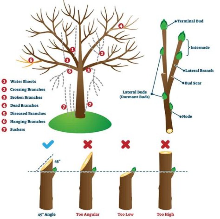 What to put on trees after pruning?