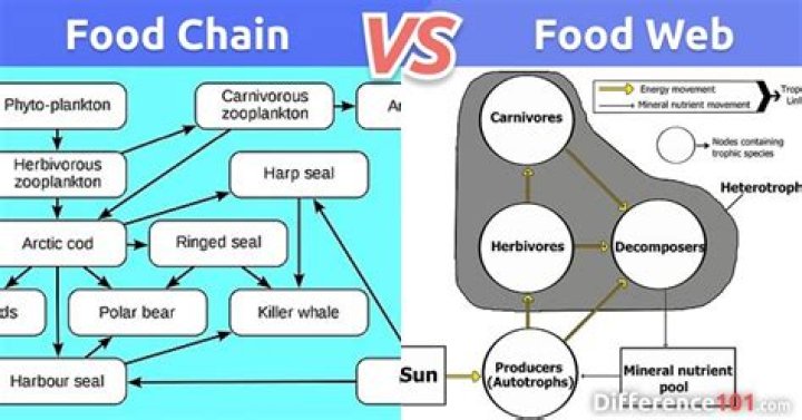 What travels through a food chain?