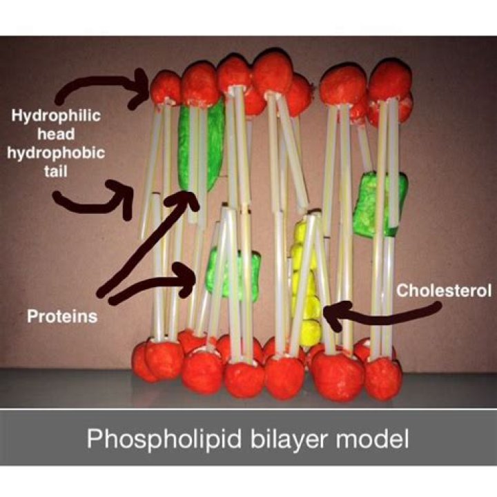 What two layers make up the cell membrane?