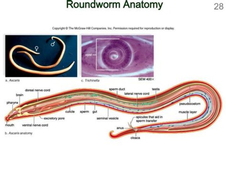What type of body cavity do roundworms have?