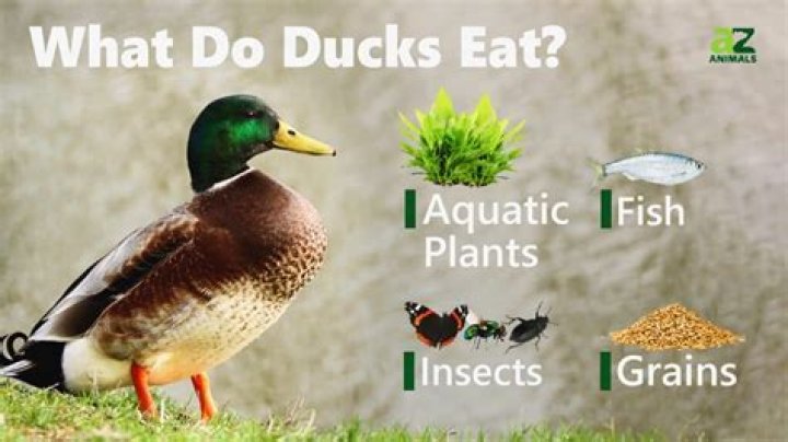 What type of fish do mallard ducks eat?