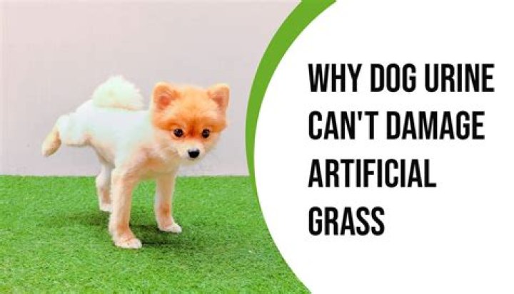 What type of grass can withstand dog urine?