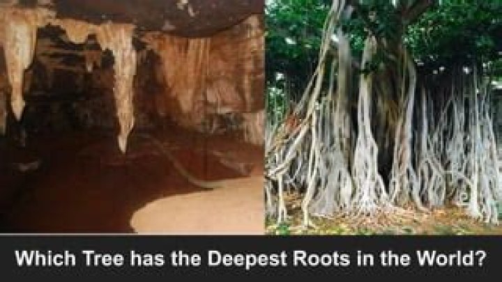 What type of tree has the deepest roots?