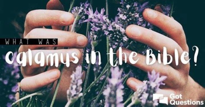 What was calamus in the Bible?