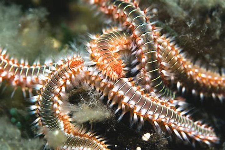 What will eat bristle worms?