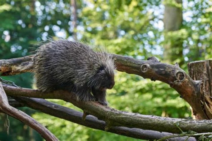 What will keep porcupines away?
