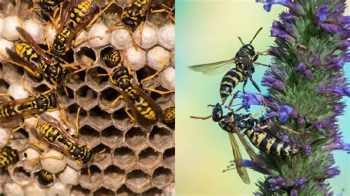 What would happen if Wasps went extinct?