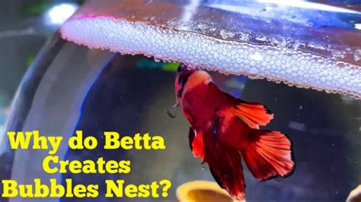 What’s a bubble nest for Betta?