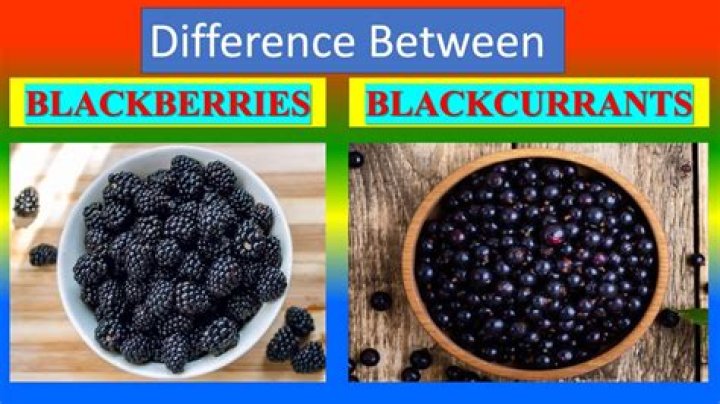 What’s the difference between blackberries and dewberries?