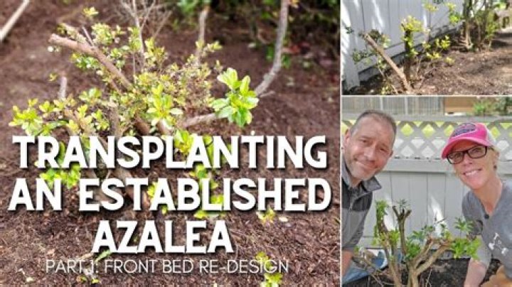When can I transplant an azalea bush?