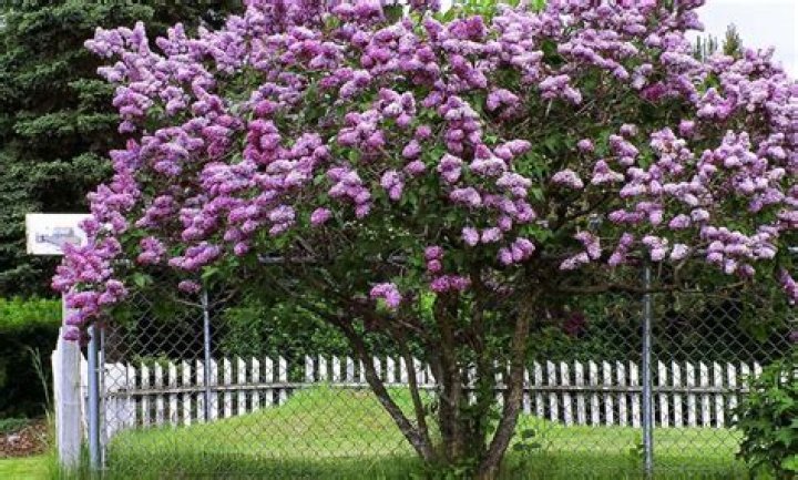 When can you transplant lilac bushes?