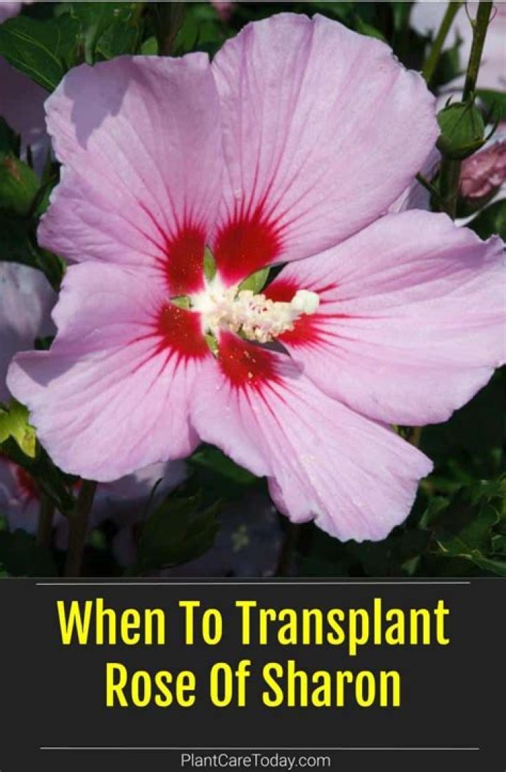 When can you transplant Rose of Sharon?
