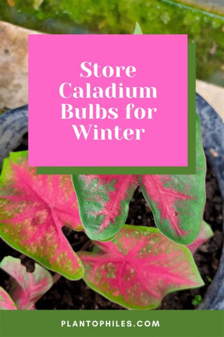 When should I dig up caladium bulbs?