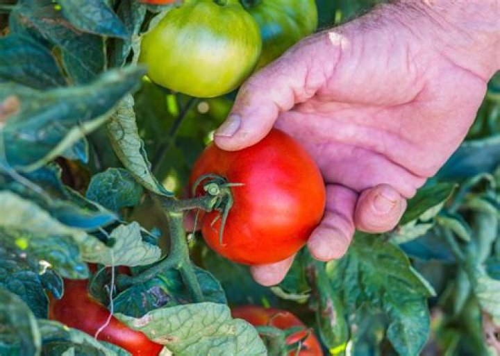 When should I pick Roma tomatoes?