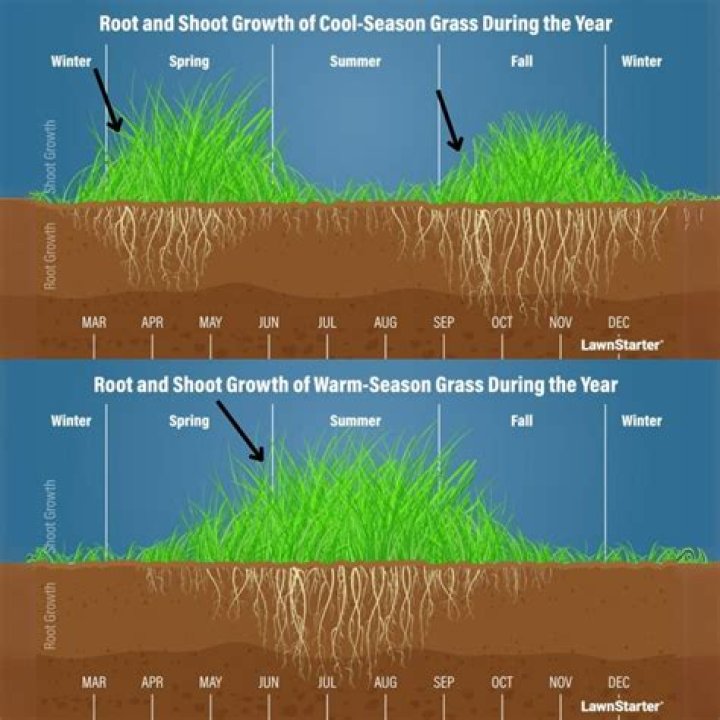 When should I plant grass in San Diego?