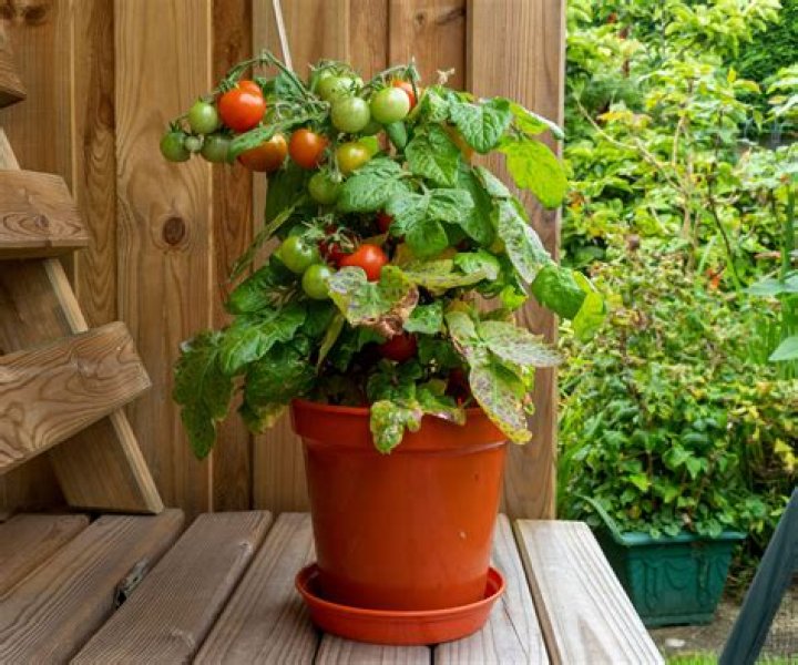 When should I plant tomatoes in Georgia?