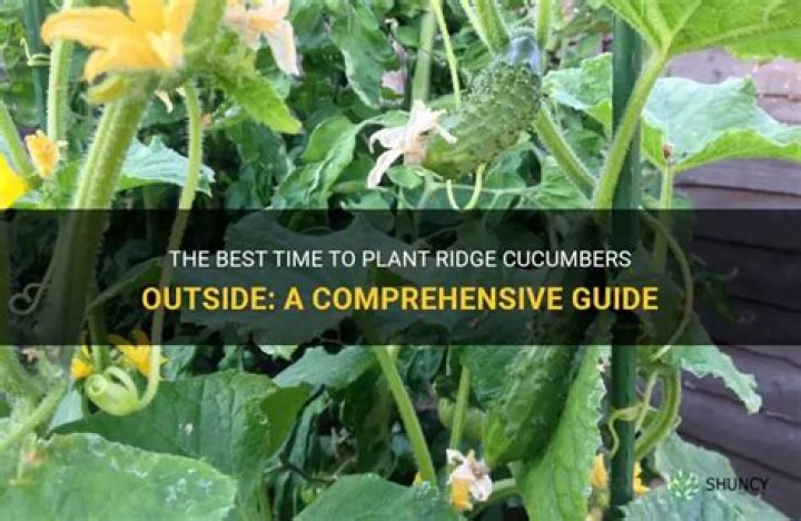 When should I put cucumbers outside?