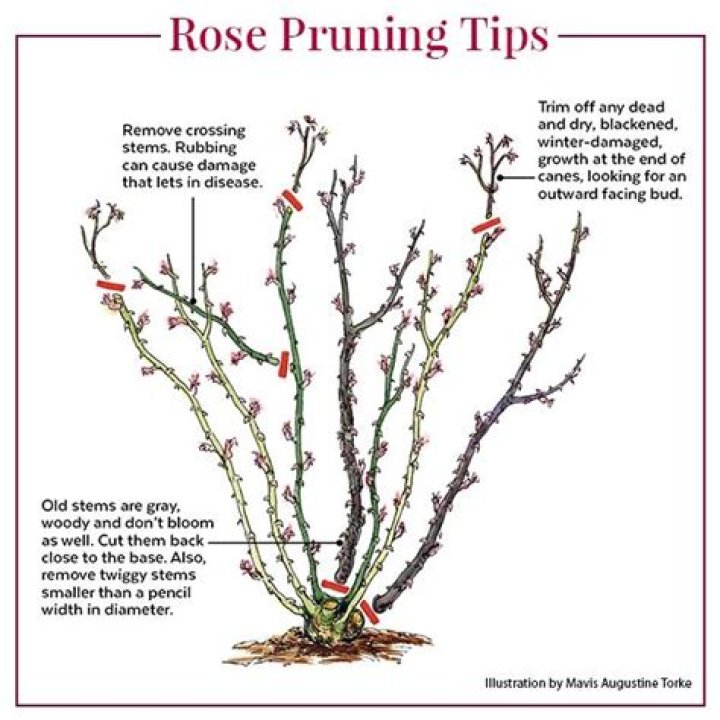 When should wild roses be pruned?