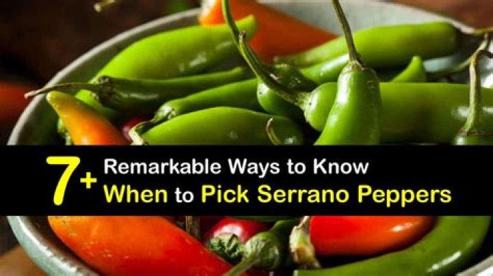 When should you pick serrano peppers?