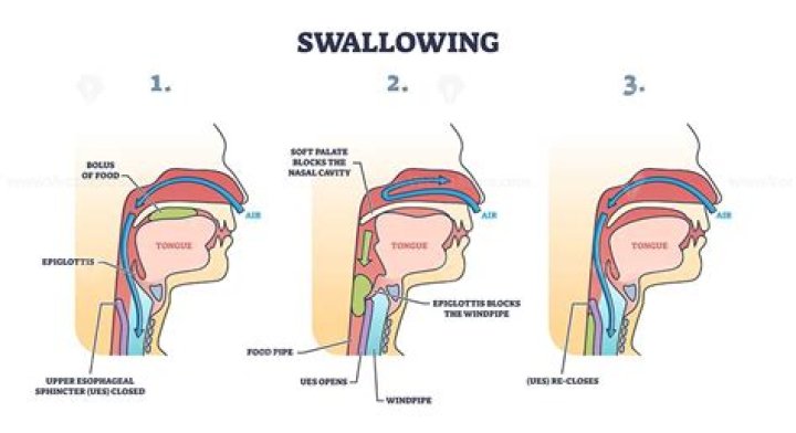 When you swallow the epiglottis covers the opening to the larynx?