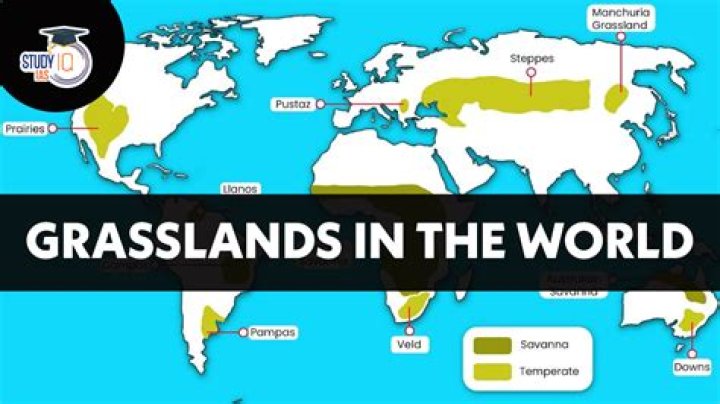 Where are pampas grass found?