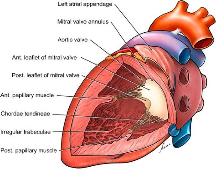 Where are the Chordae Tendineae?