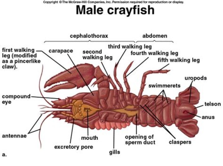 Where are the gills on a crayfish?