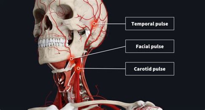 Where are the temporal arteries located?
