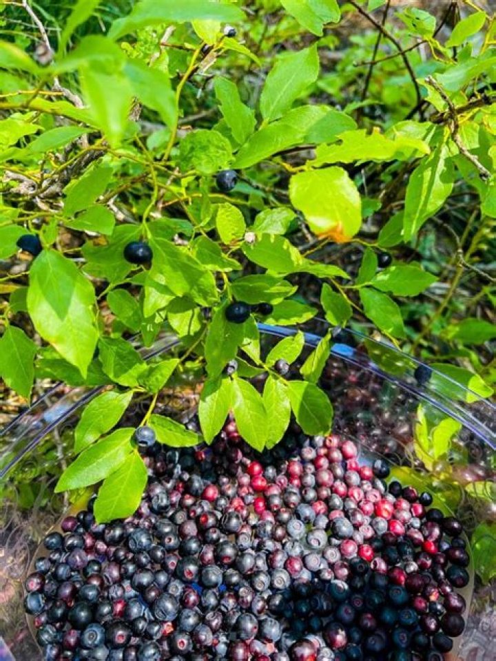 Where can I find huckleberries in Oregon?