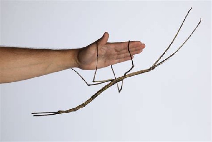 Where can you buy stick bugs?