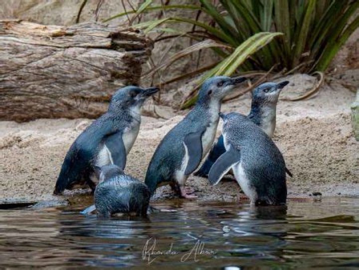 Where can you see penguins in New Zealand?