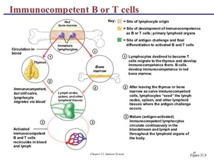 Where do B cells develop Immunocompetence?
