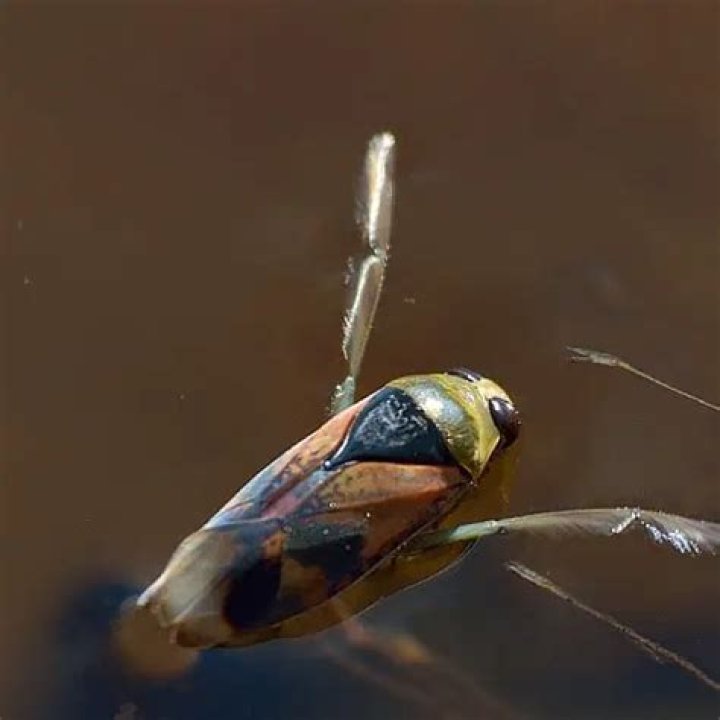 Where do Backswimmers come from?