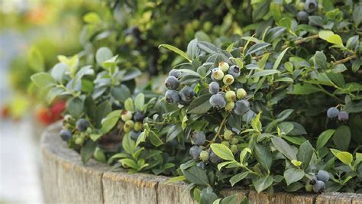 Where do blueberries grow in sun or shade?