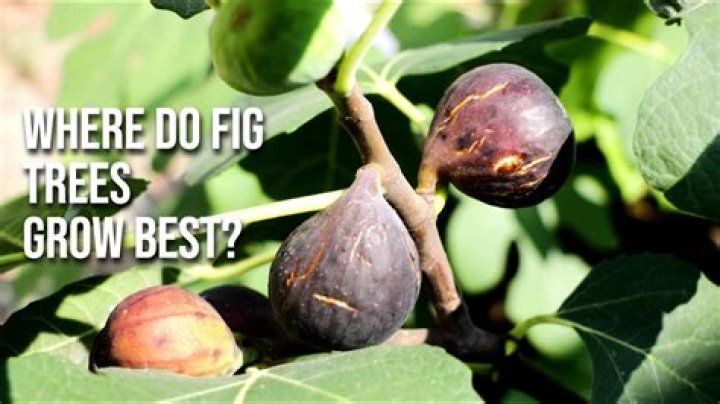 Where do fig trees originate from?