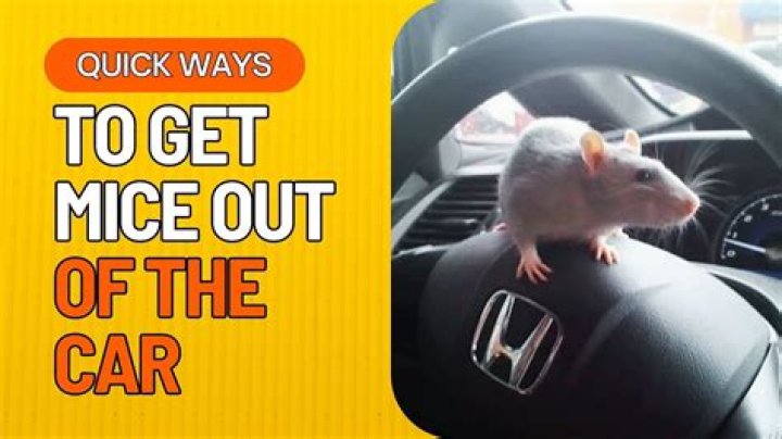 Where do mice get into cars?